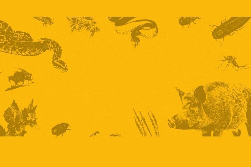 (Ilustraciones de Oriana Zhang/The Epoch Times)