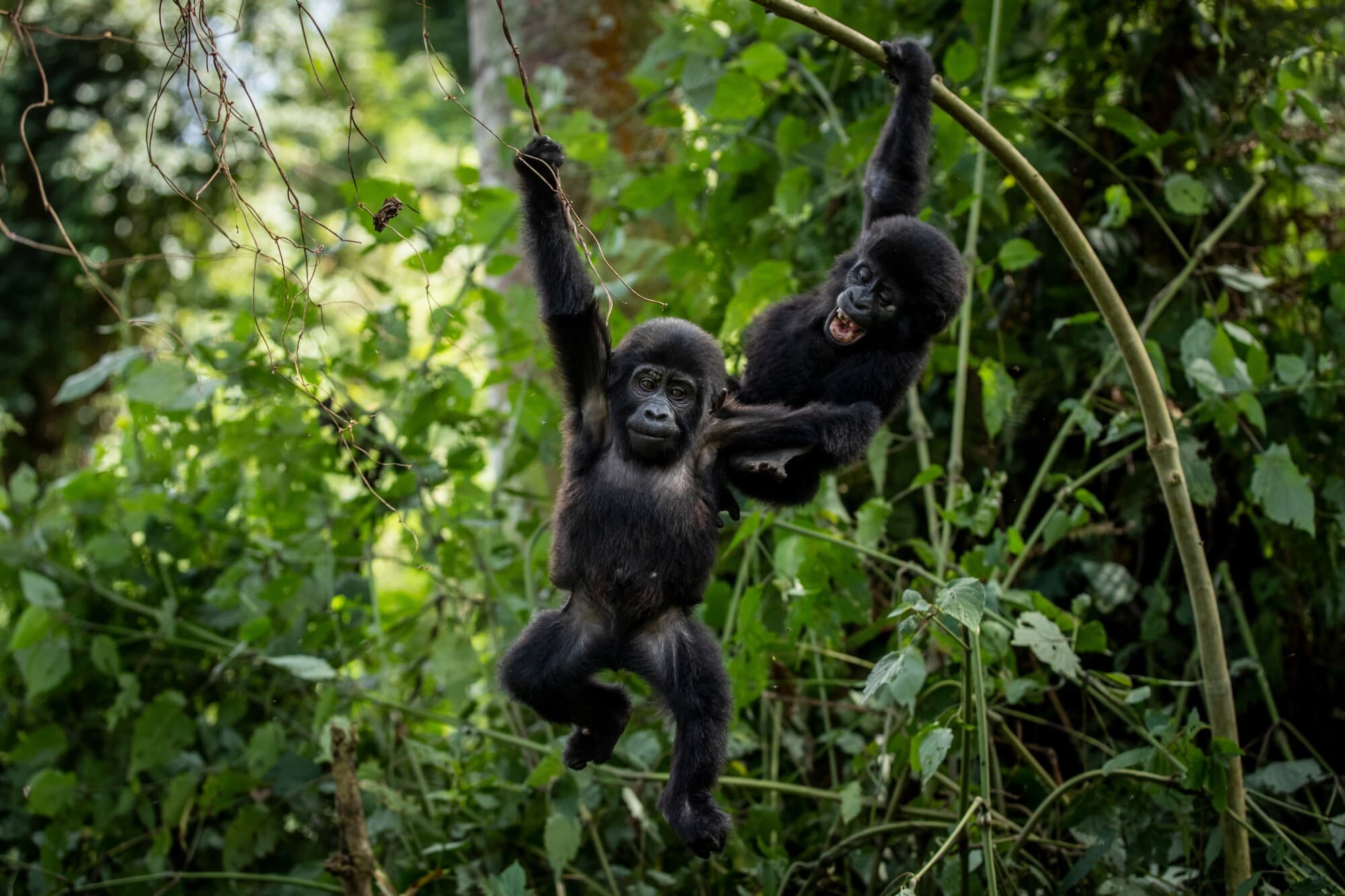 Comunidades de Uganda crean una barrera verde para proteger el hábitat de los gorilas