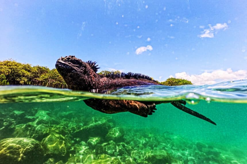Veinticuatro iguanas vuelven a Galápagos tras ser decomisadas en aeropuerto ecuatoriano