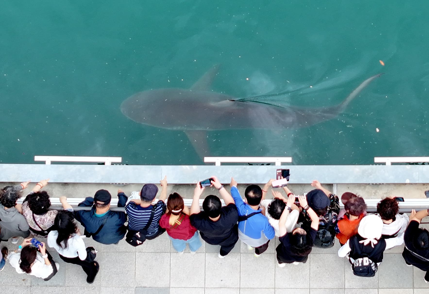 La presencia de un enorme tiburón altera la rutina en un canal de Busan