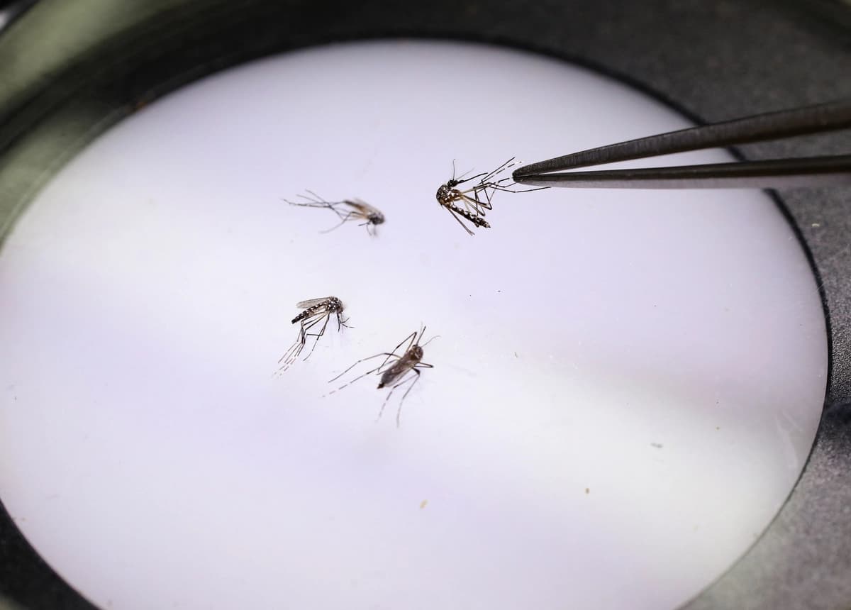 Un técnico de laboratorio sostiene un mosquito en la fábrica del Programa Mundial contra el Mosquito en Medellín, Colombia, el 4 de junio de 2024. (Jaime Saldarriaga/AFP vía Getty Images).