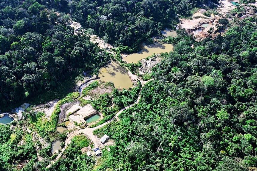 Autoridades rescatan animales y arrestan a 233 personas por delitos ambientales en América Latina