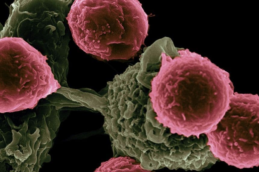 Imagen ilustrativa de células cancerígenas. (National Cancer Institute en Unsplash)