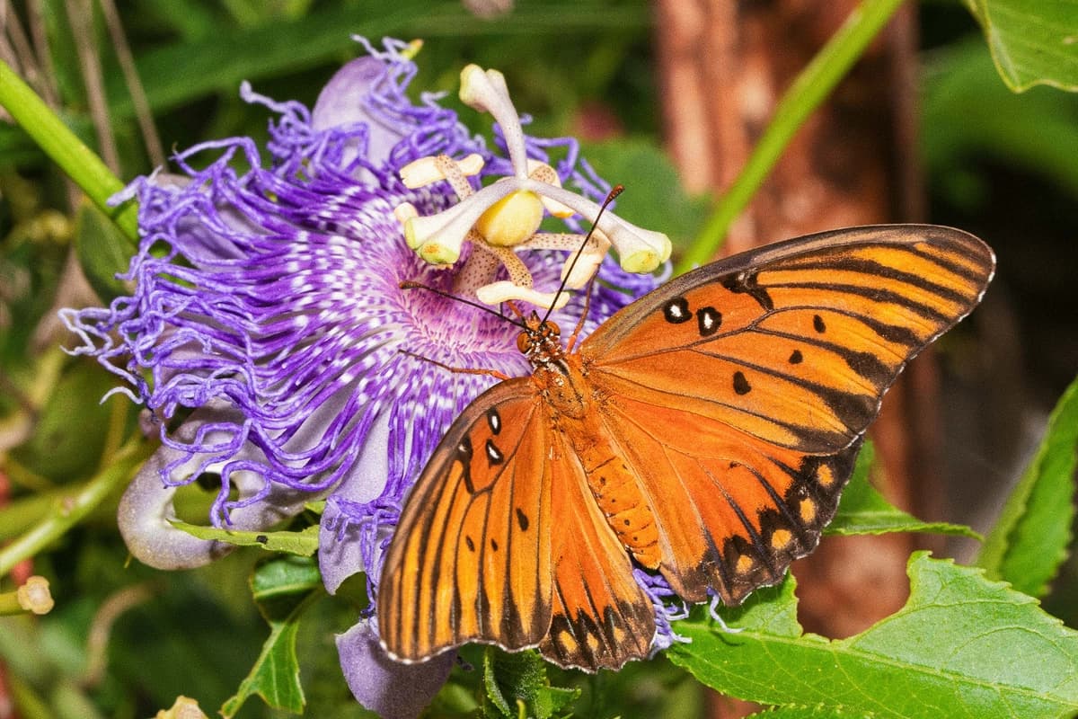 Flor de la pasión, una hierba que calma los nervios para dormir, aliviar la ansiedad y el dolor. (Sari ONeal/Shutterstock).