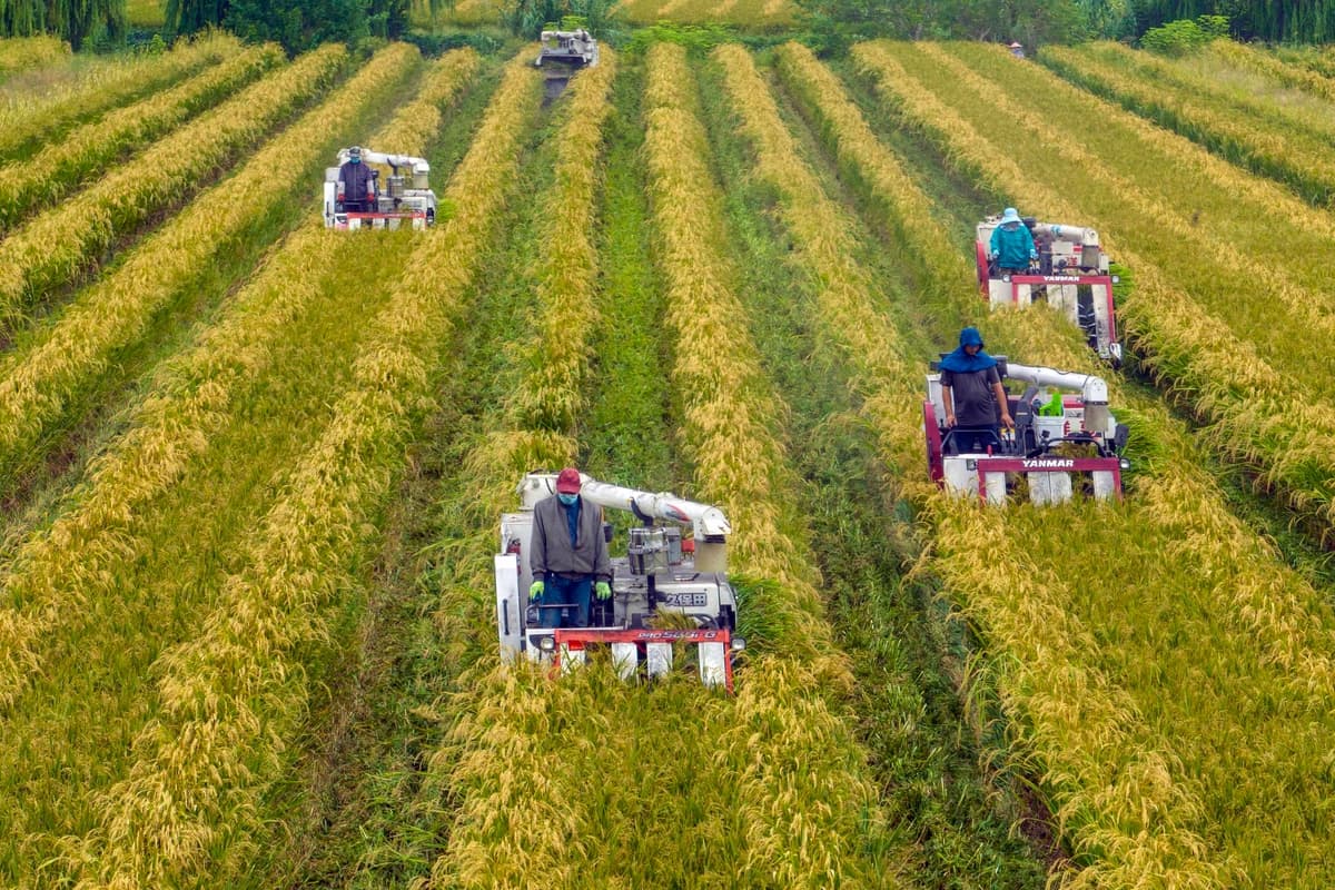 Esta fotografía, tomada el 20 de septiembre de 2022, muestra a agricultores cosechando arroz en un campo durante la temporada de cosecha en Taizhou, provincia de Jiangsu, China. (STR/AFP vía Getty Images).
