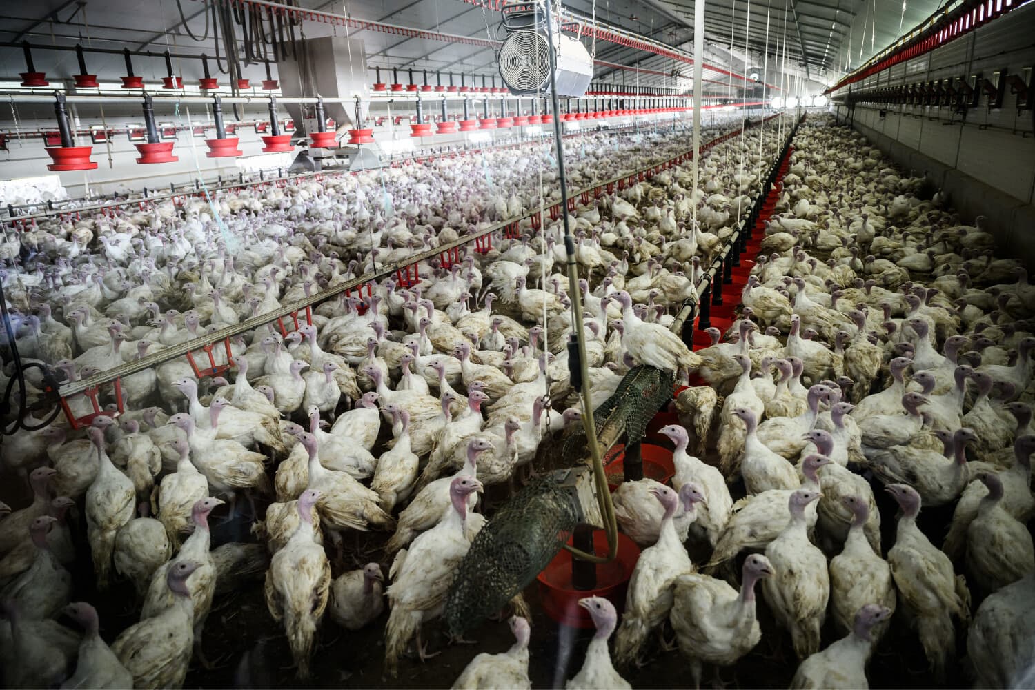 Imagen ilustrativa de una granja de pavos. (LOIC VENANCE / AFP vía Getty Images)