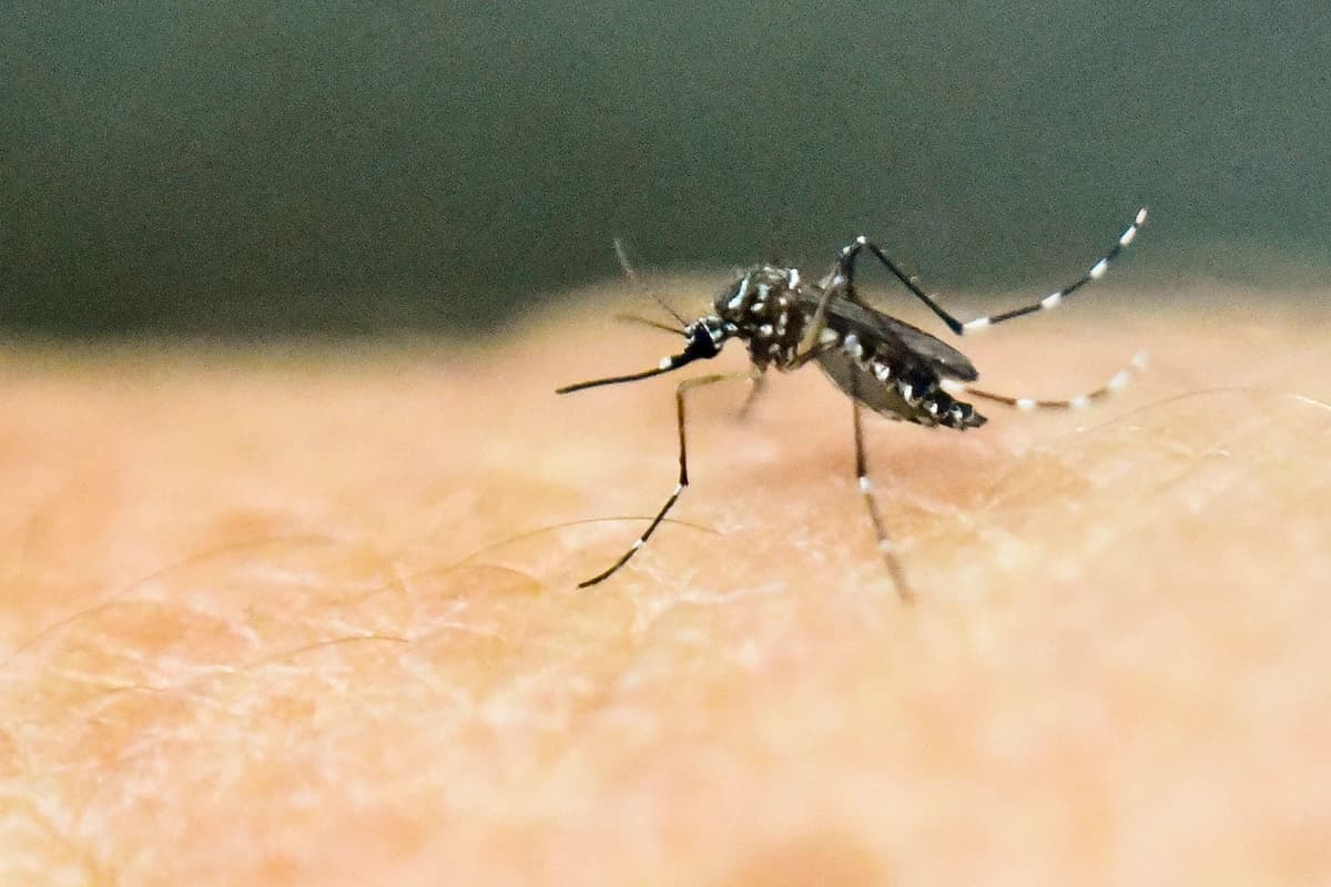 Un mosquito Aedes aegypti sobre piel humana en un laboratorio del Centro Internacional de Capacitación e Investigación Médica en Cali, Colombia, el 25 de enero de 2016. (Luis Robayo/AFP/Getty Images).